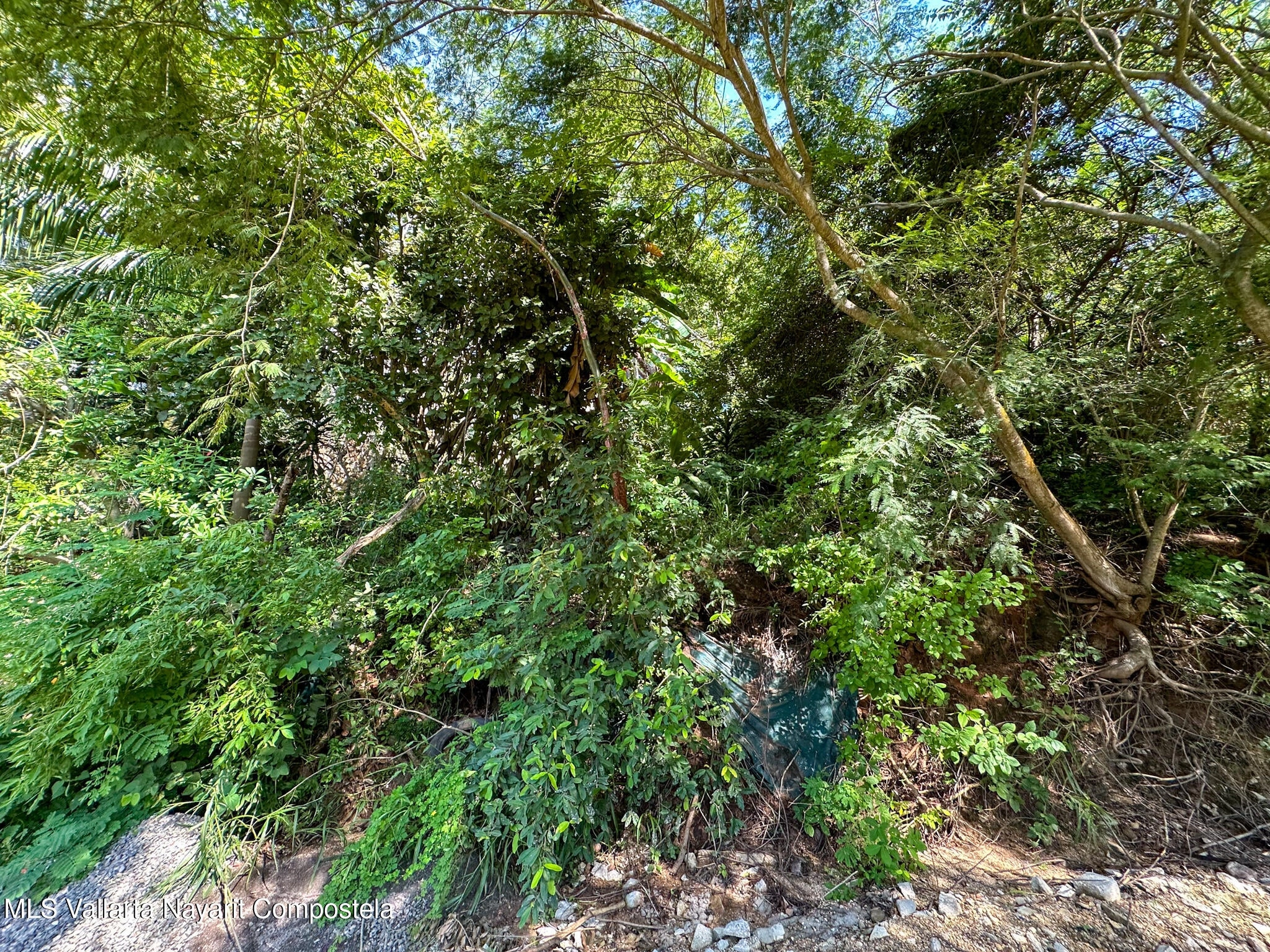 Lot Palmeritas Sayulita-JungleView