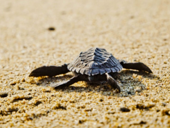 Sayulita for Animal Lovers: Where to Spot Turtles, Birds & More.