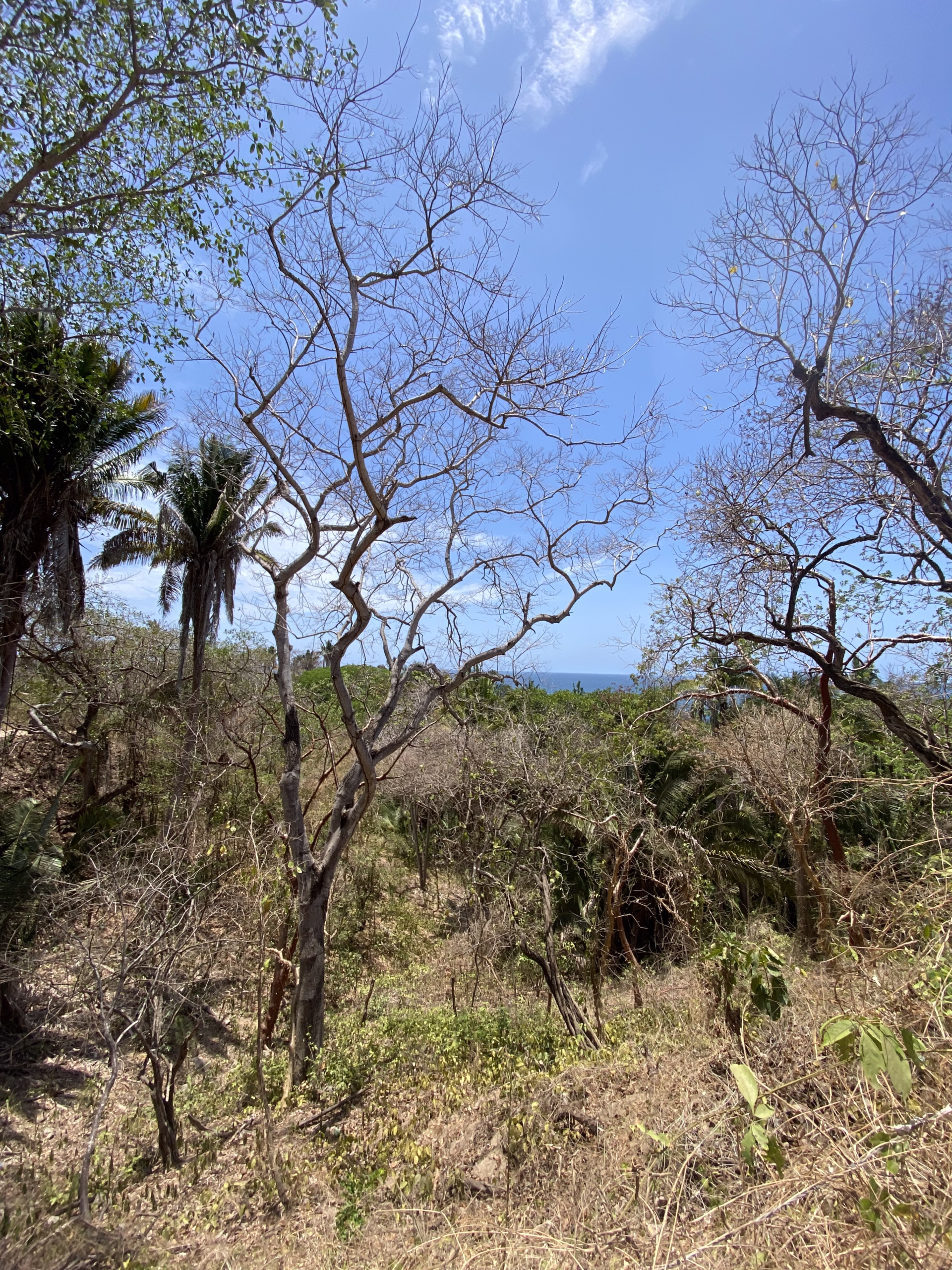 725 m² titled lot for sale near Patzcuarito Beach and Patzcuaro Beach in Sayulita, surrounded by tropical jungle with beach access and potential ocean views from a future home.