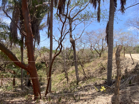 725 m² titled lot for sale near Patzcuarito Beach and Patzcuaro Beach in Sayulita, surrounded by tropical jungle with beach access and potential ocean views from a future home.
