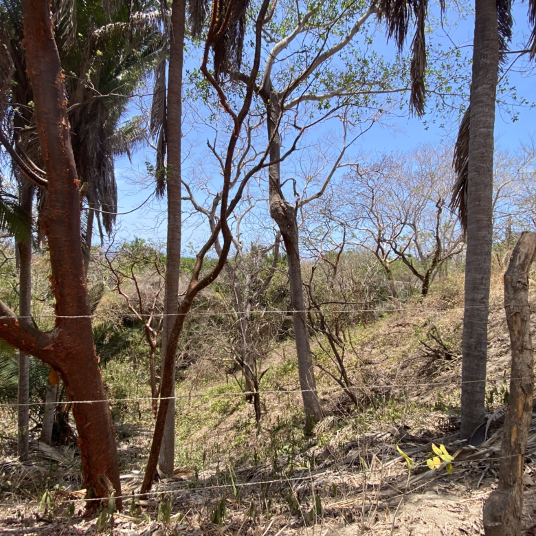 725 m² titled lot for sale near Patzcuarito Beach and Patzcuaro Beach in Sayulita, surrounded by tropical jungle with beach access and potential ocean views from a future home.