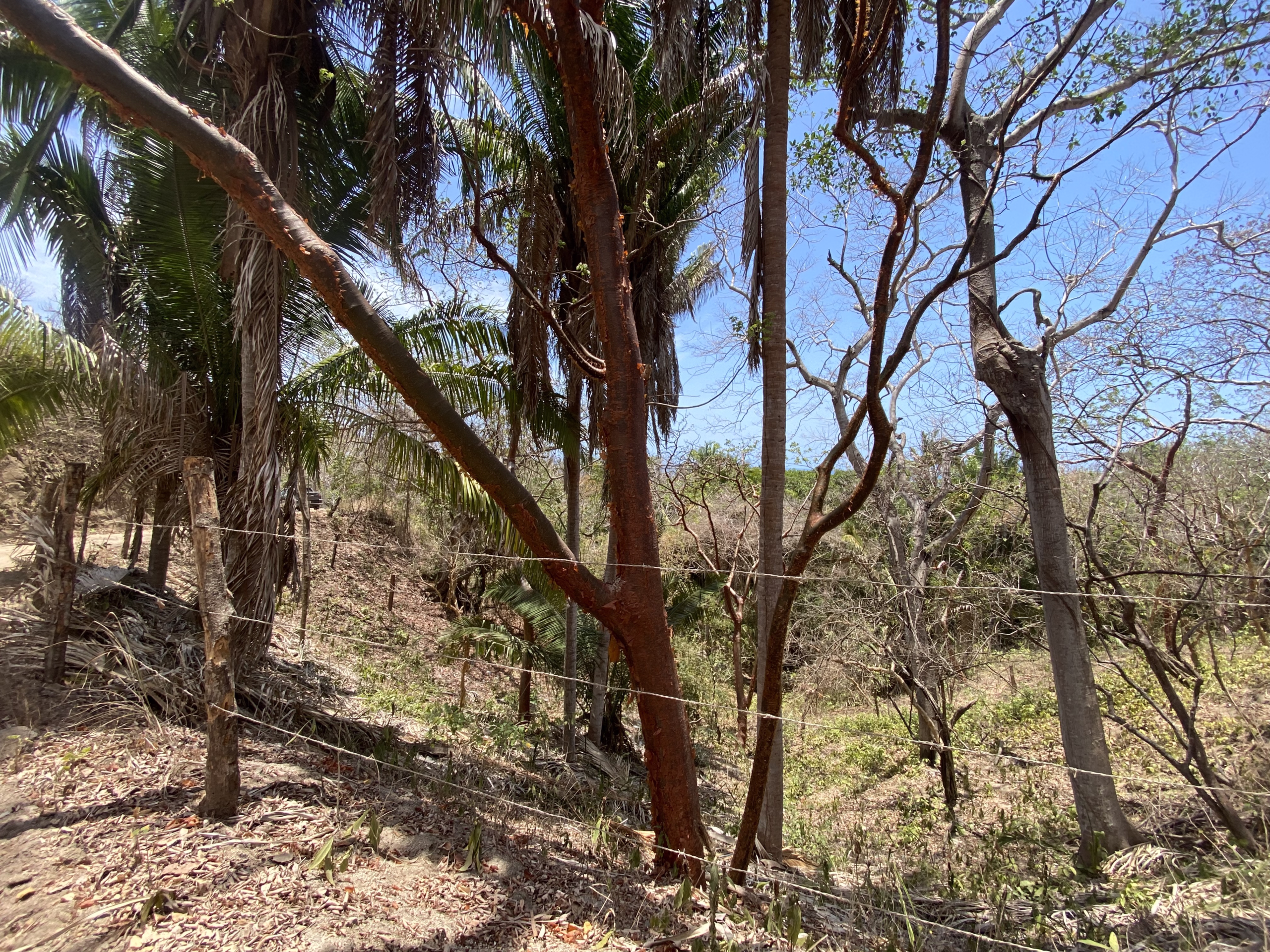 725 m² titled lot for sale near Patzcuarito Beach and Patzcuaro Beach in Sayulita, surrounded by tropical jungle with beach access and potential ocean views from a future home.