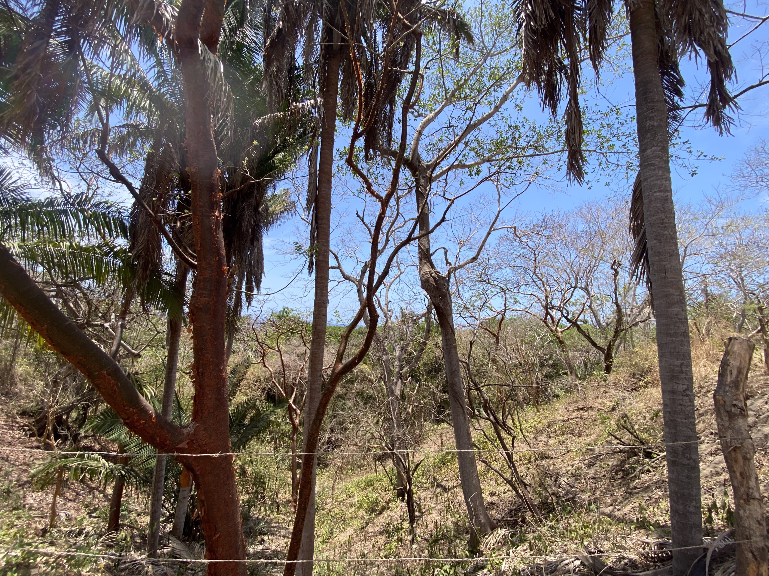 725 m² titled lot for sale near Patzcuarito Beach and Patzcuaro Beach in Sayulita, surrounded by tropical jungle with beach access and potential ocean views from a future home.