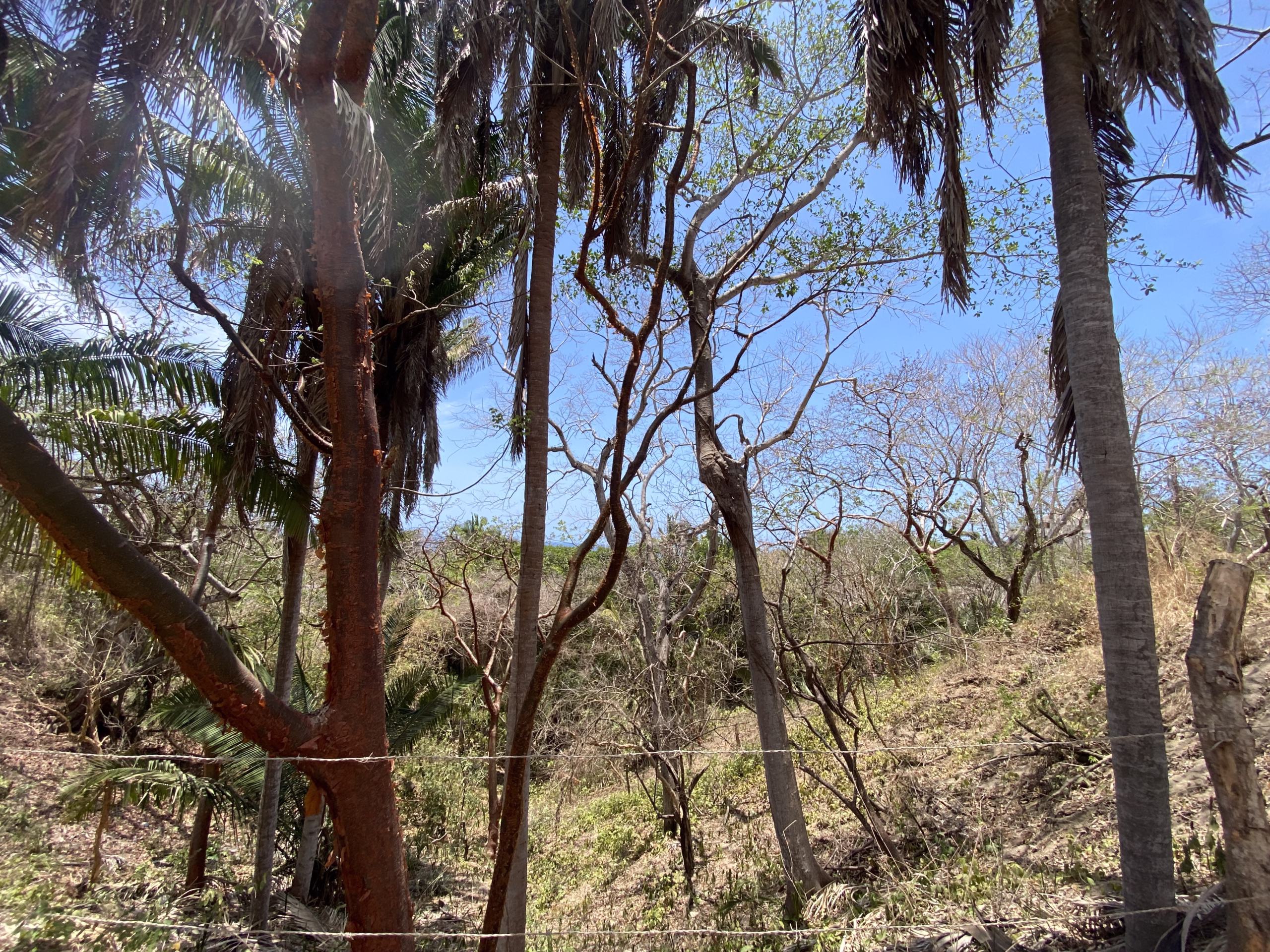 725 m² titled lot for sale near Patzcuarito Beach and Patzcuaro Beach in Sayulita, surrounded by tropical jungle with beach access and potential ocean views from a future home.