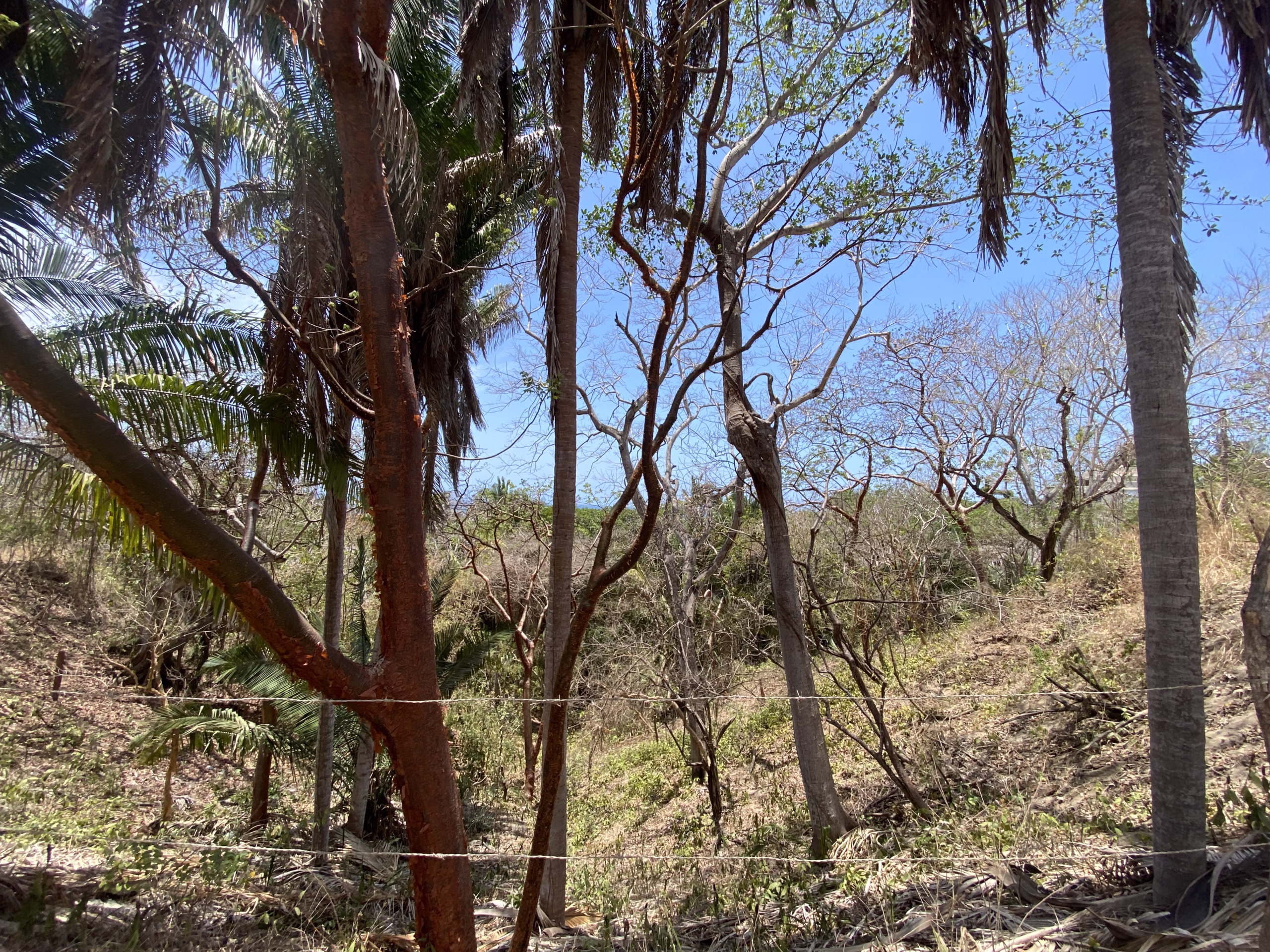 725 m² titled lot for sale near Patzcuarito Beach and Patzcuaro Beach in Sayulita, surrounded by tropical jungle with beach access and potential ocean views from a future home.