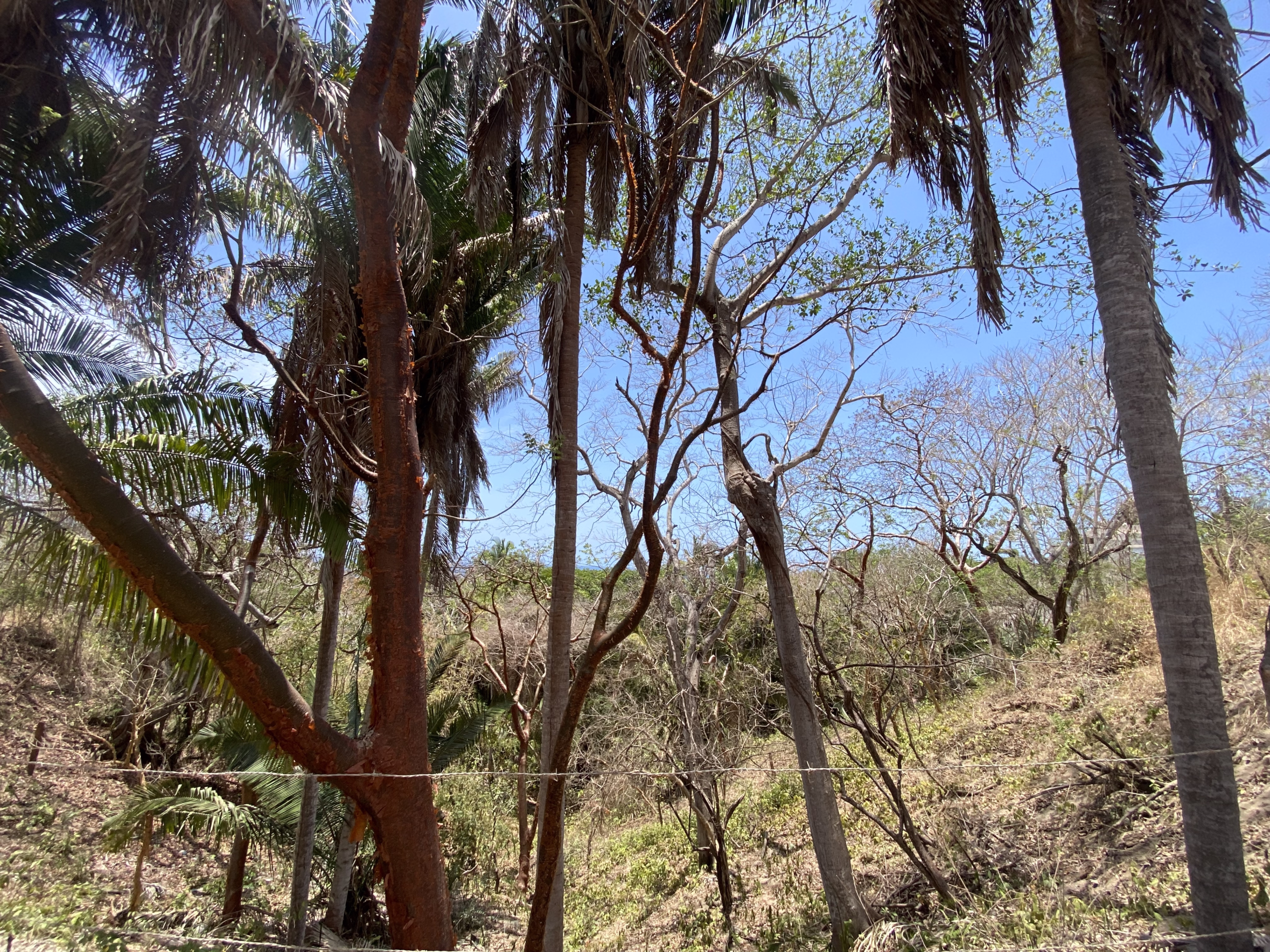 725 m² titled lot for sale near Patzcuarito Beach and Patzcuaro Beach in Sayulita, surrounded by tropical jungle with beach access and potential ocean views from a future home.