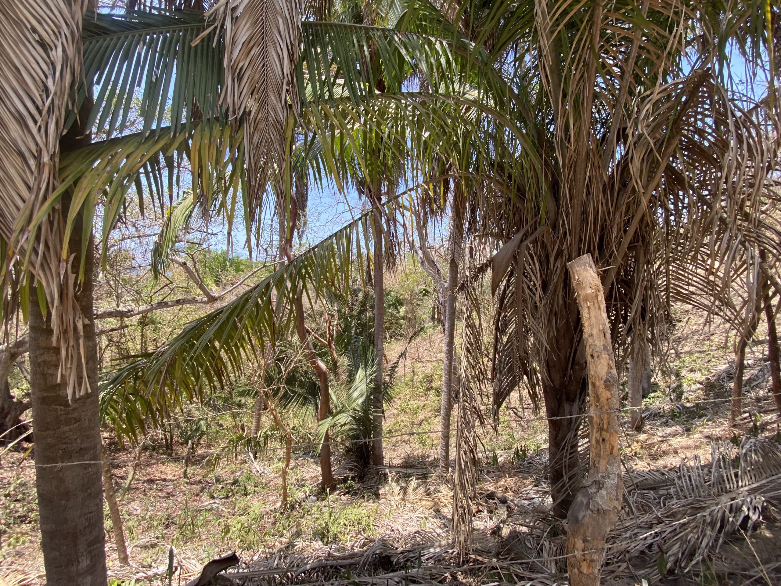 725 m² titled lot for sale near Patzcuarito Beach and Patzcuaro Beach in Sayulita, surrounded by tropical jungle with beach access and potential ocean views from a future home.