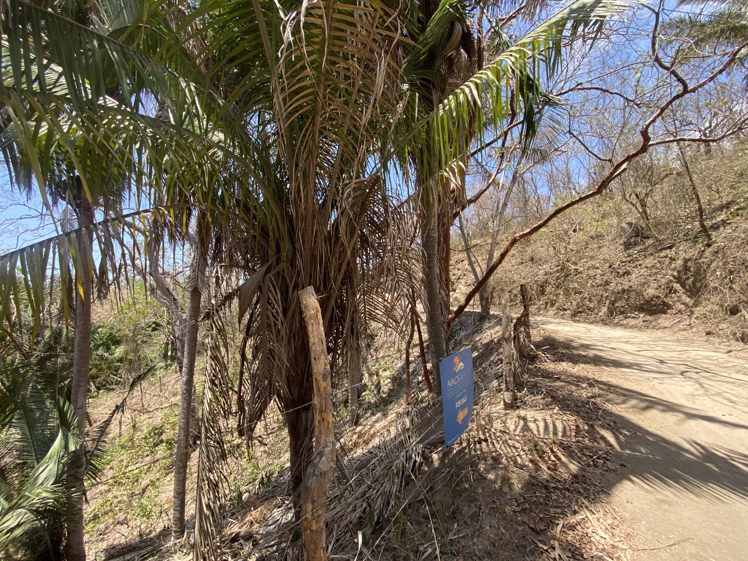 725 m² titled lot for sale near Patzcuarito Beach and Patzcuaro Beach in Sayulita, surrounded by tropical jungle with beach access and potential ocean views from a future home.