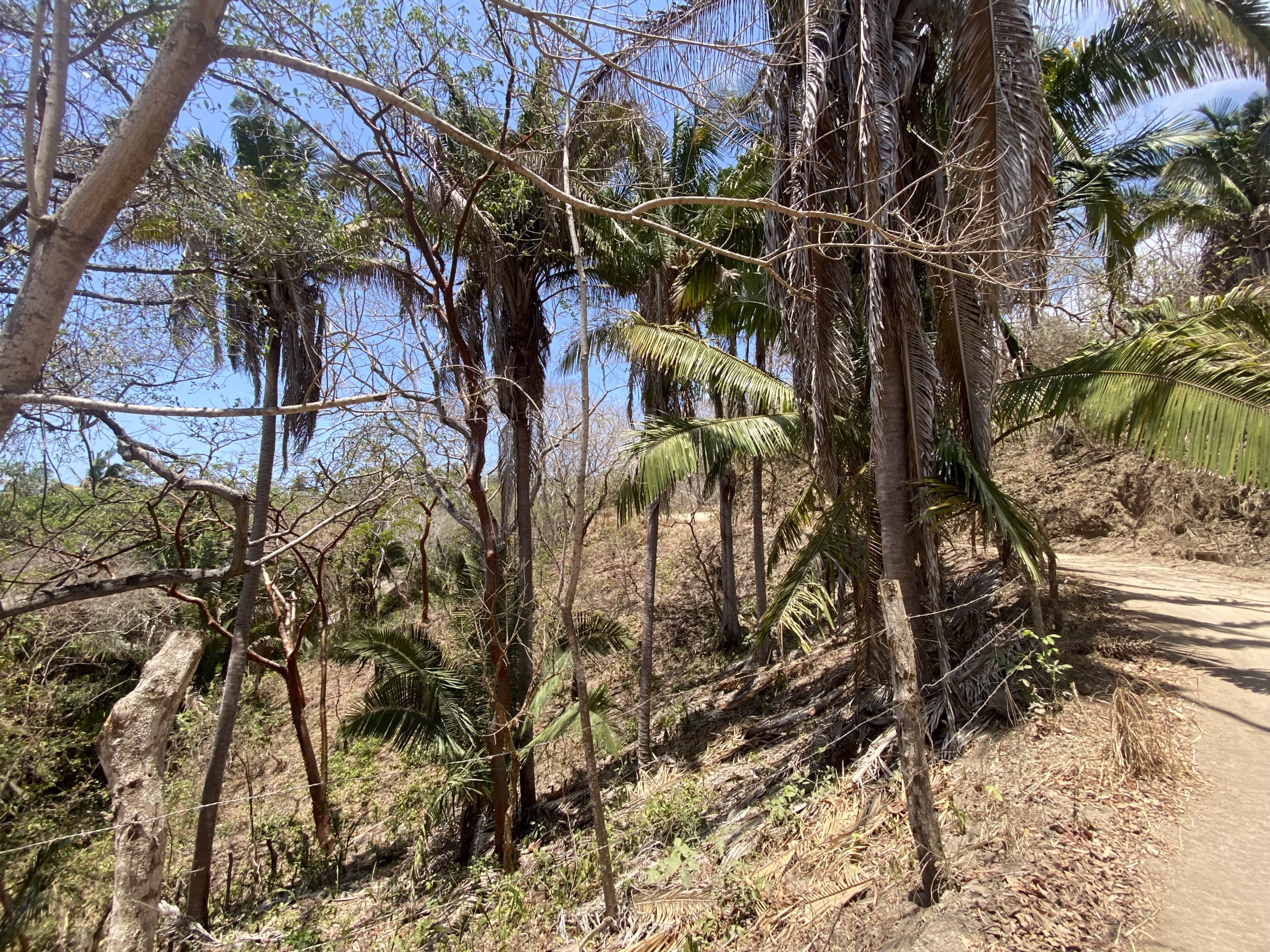 725 m² titled lot for sale near Patzcuarito Beach and Patzcuaro Beach in Sayulita, surrounded by tropical jungle with beach access and potential ocean views from a future home.