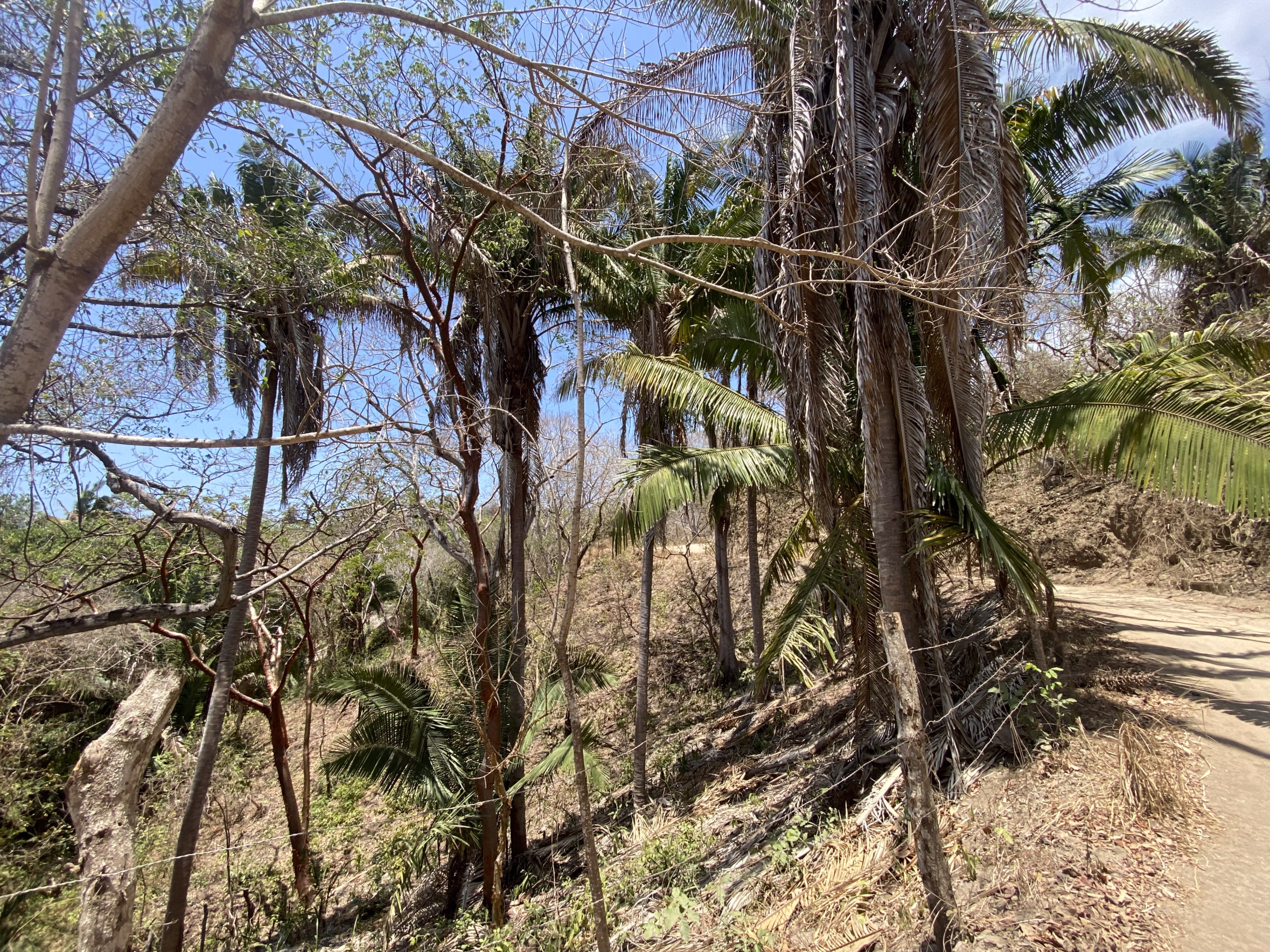 725 m² titled lot for sale near Patzcuarito Beach and Patzcuaro Beach in Sayulita, surrounded by tropical jungle with beach access and potential ocean views from a future home.