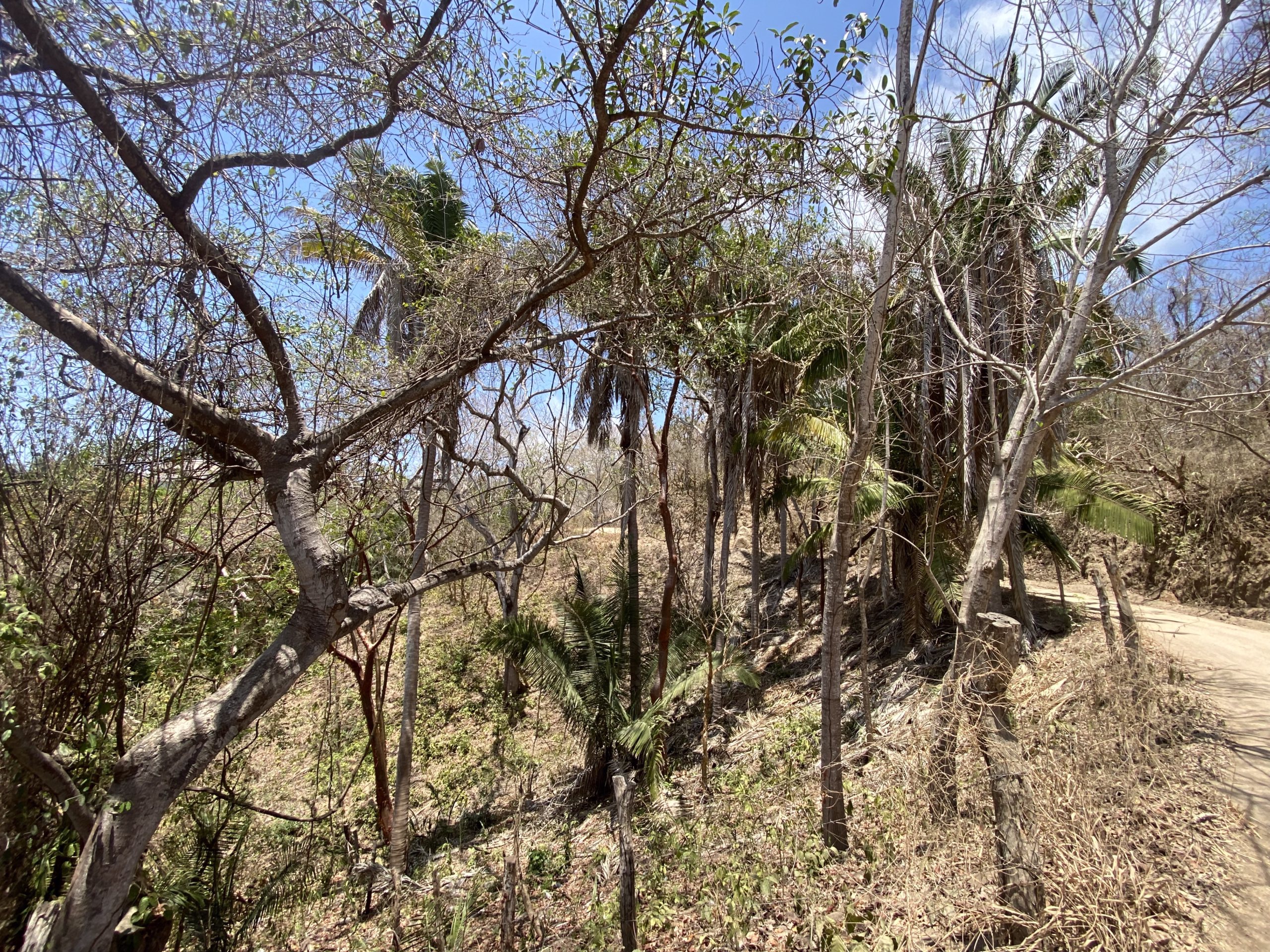 725 m² titled lot for sale near Patzcuarito Beach and Patzcuaro Beach in Sayulita, surrounded by tropical jungle with beach access and potential ocean views from a future home.