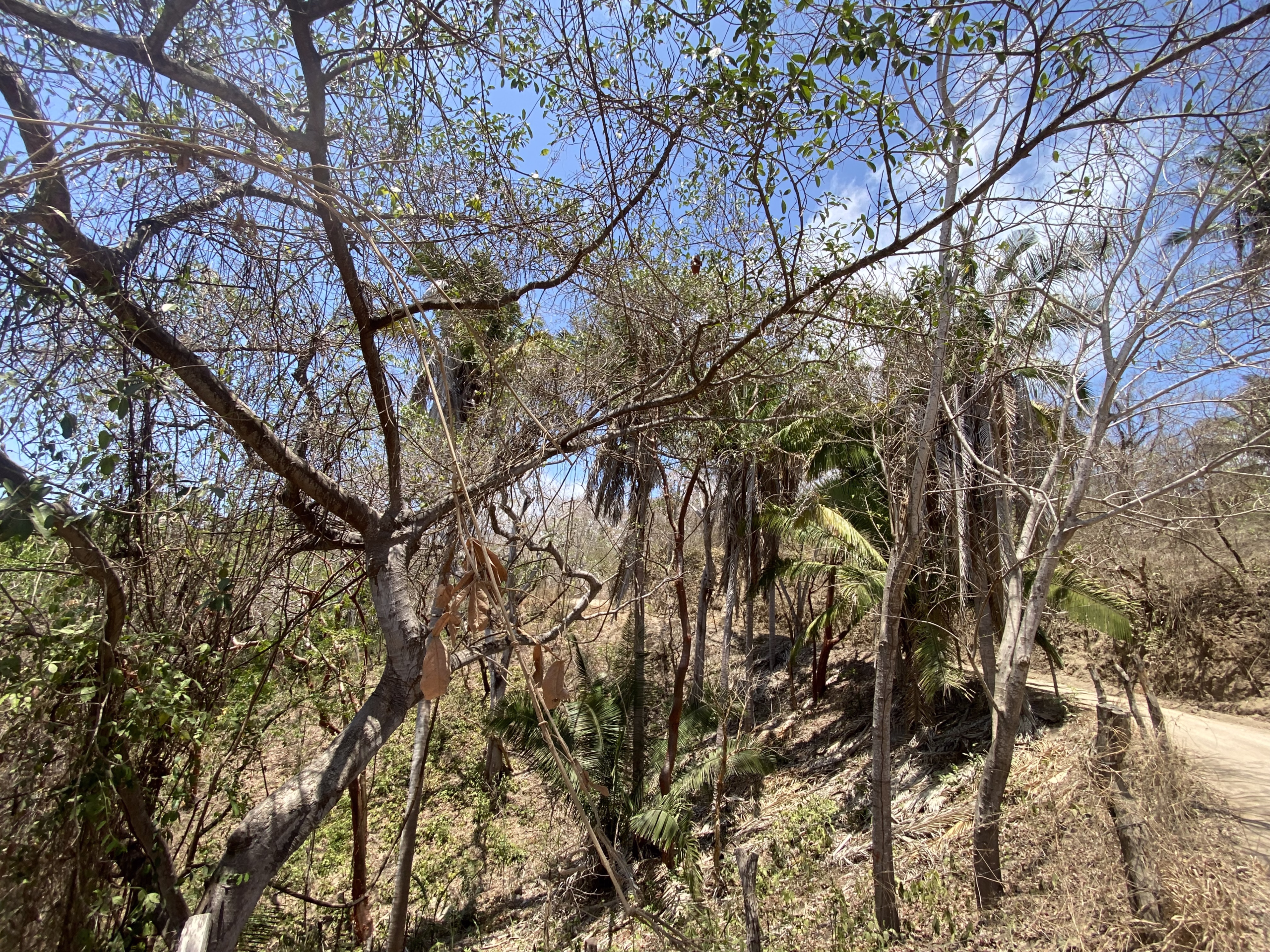 725 m² titled lot for sale near Patzcuarito Beach and Patzcuaro Beach in Sayulita, surrounded by tropical jungle with beach access and potential ocean views from a future home.