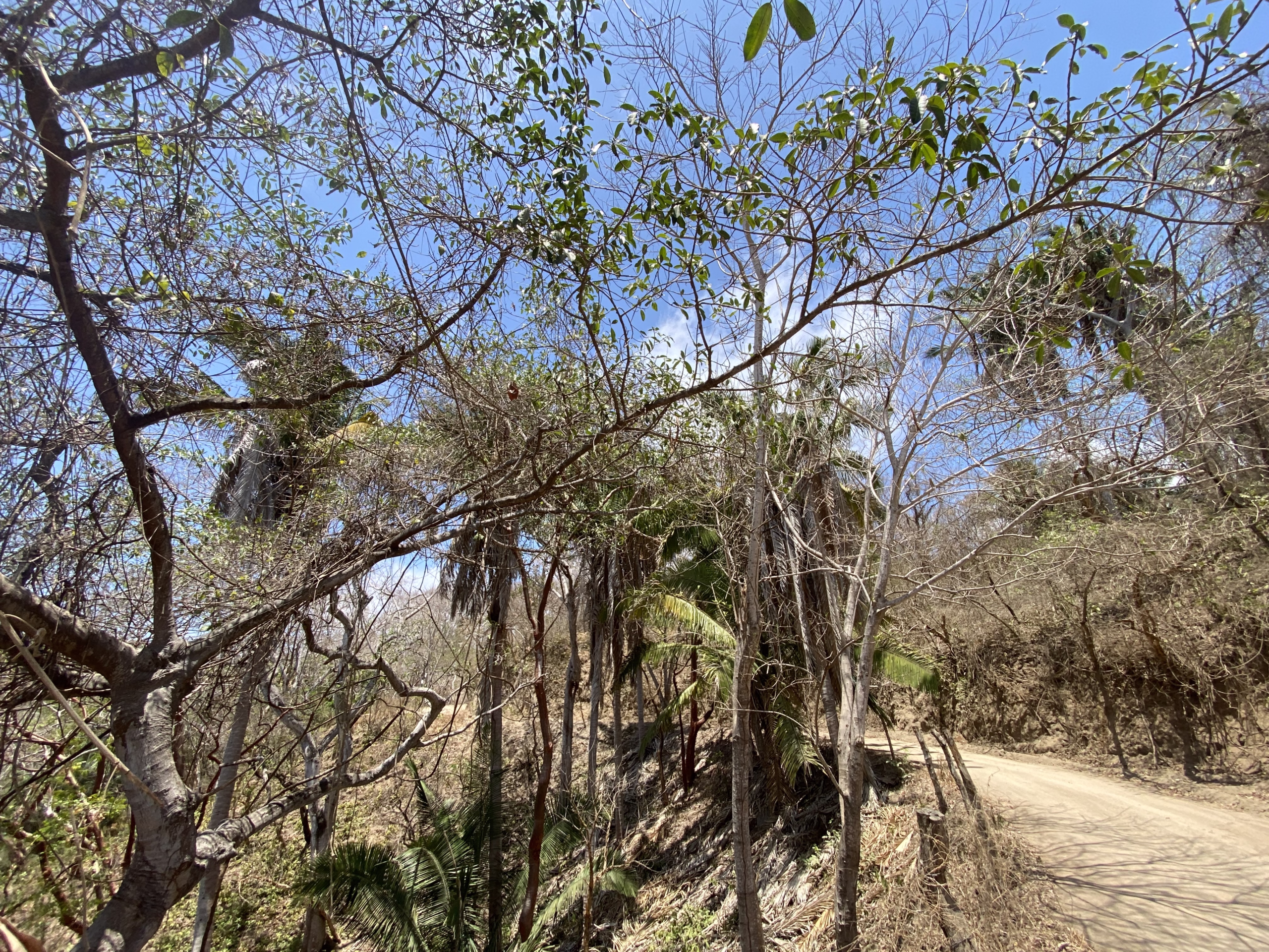 725 m² titled lot for sale near Patzcuarito Beach and Patzcuaro Beach in Sayulita, surrounded by tropical jungle with beach access and potential ocean views from a future home.