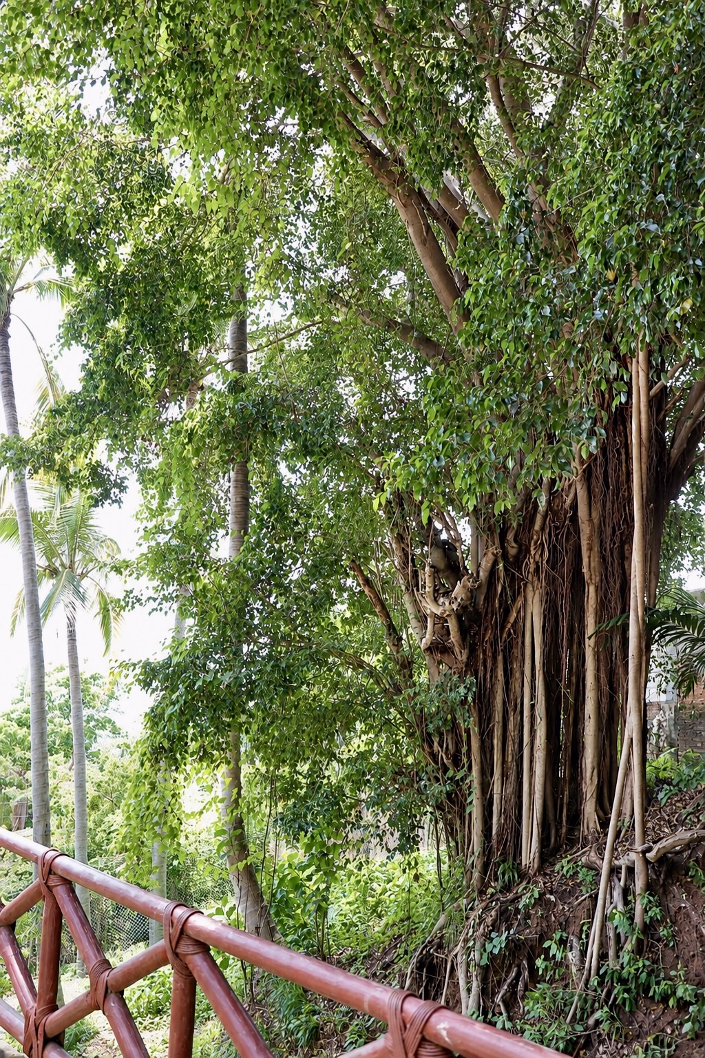 Rentals in Sayulita